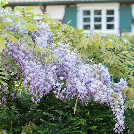 T3 Aux Deux Cigognes 4* Gries