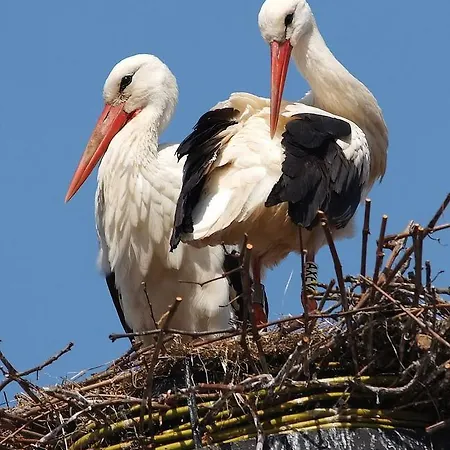T3 Aux Deux Cigognes Πανσιόν